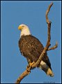 _0SB8854 american bald eagle